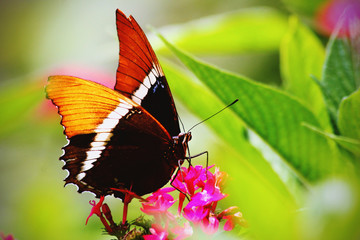 mariposas armenia 
