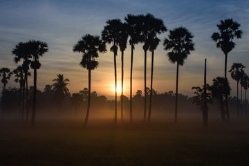 Fototapeta na wymiar palm on sunrise