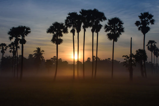 palm on sunrise