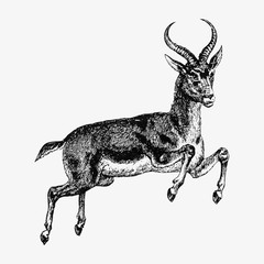 Reedbuck deer jumping