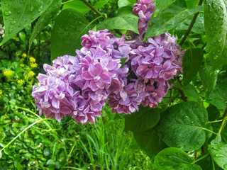 Blossoming branch of a purple lilac close-up