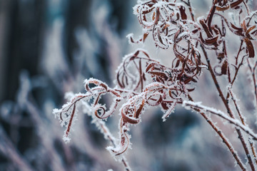 Hoar frost covered twigs in a wintery forest setting, up close on detail with a shallow depth of field.
