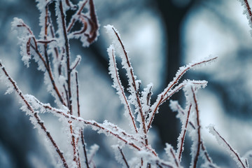 Hoar frost covered twigs in a wintery forest setting, up close on detail with a shallow depth of field.