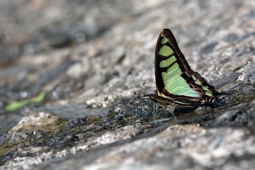Butterfly from the Taiwan (Graphium cloanthus kuge)Broadband Swallow tail butterfly in water absorption