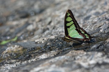 Butterfly from the Taiwan (Graphium cloanthus kuge)Broadband Swallow tail butterfly in water absorption