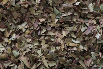Image of Lemon Myrtle