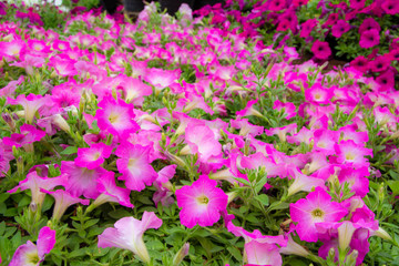Flowers blooming in the morning with many colorful green leaves.