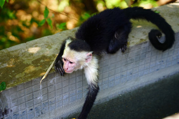 A white-headed capuchin monkey (cebus capucinus) by the pool in Peninsula Papagayo, Guanacaste, Costa Rica