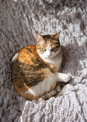 cat lying on bed