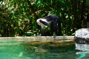 A white-headed capuchin monkey (cebus capucinus) by the pool in Peninsula Papagayo, Guanacaste, Costa Rica