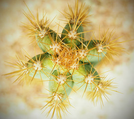 cactus mexicano