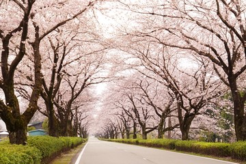 Fototapeta na wymiar 桜の花が満開となってトンネルとなった春の道路