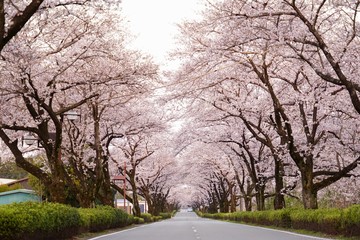 Fototapeta na wymiar 桜の花が満開となってトンネルとなった春の道路