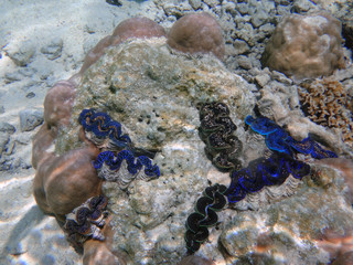 Underwater view of a Giant Clam (Tridacna Gigas) with blue lips in the Bora Bora lagoon, French Polynesia