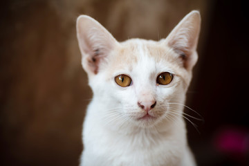 Close up of white and orange cat with yellow eyes looking at camera, cute pets