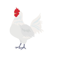 にわとり　イラスト　部位