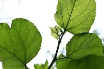 green leaf nature texture