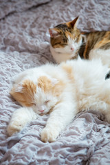 two cats sleeping peacefully on bed