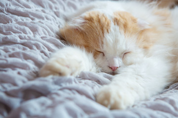 cat sleeping peacefully on bed