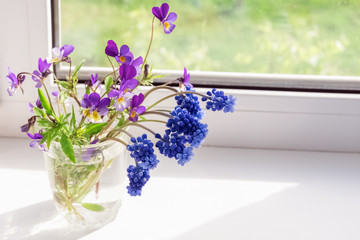 Flowers Pansies and Muscari. Wildflowers on the window.