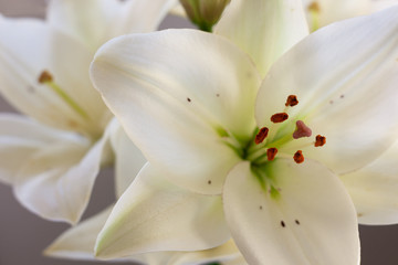 white lilies