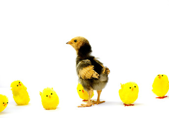 Stand out, be authentic, believe in yourself concept, a defiant real brown chick standing out from...