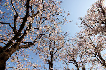 桜の森・快晴・春の日