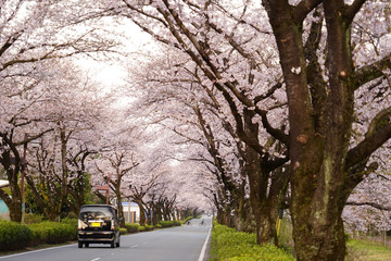 桜の花が満開となってトンネルとなった春の道路
