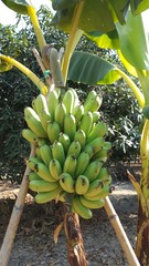 Banana tree in the garden