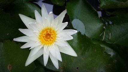 White lotus that is popular for garden decoration