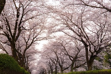 桜の花が満開となってトンネルとなった春の道路