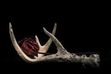 Fototapeta premium Deer Antler with Rose on Black Background