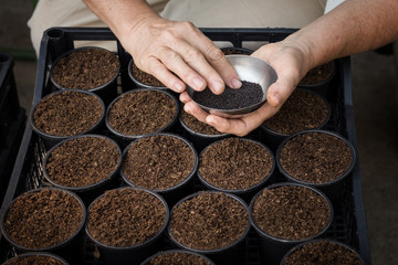 Gardener planting seeds in flower pots