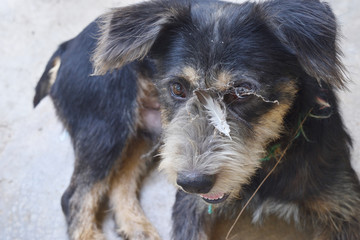 Face of the black color dog that is contaminated with spider web and feather