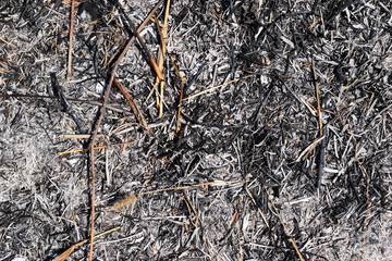 Gray with brown and white abstract lines on black surface , The ashes of the burned tree , Texture for add text or graphic design 