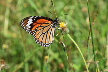 Fototapeta na wymiar The Monarch butterfly seeking nectar on the Spanish Needle flower in the field with natural green background, Orange with white and black color pattern on wing of The Common Tiger butterfly 
