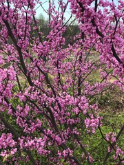 Little Purple Flowers