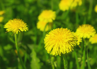 Yellow Dandelions Closeup In A Green Meadow