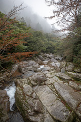 白谷雲水峡：屋久島　日本