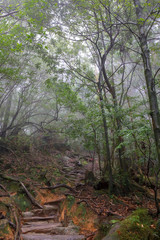 白谷雲水峡：屋久島　日本