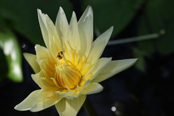 Yellow lotus blossom with the bee suck the nectar in pollen with  natural green leaves in the background, Beautiful aquatic plant