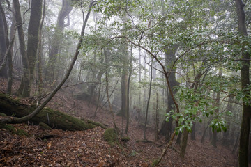 白谷雲水峡：屋久島　日本