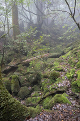白谷雲水峡：屋久島　日本