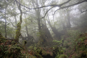 白谷雲水峡：屋久島　日本