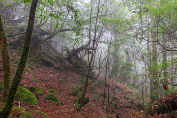 白谷雲水峡：屋久島　日本