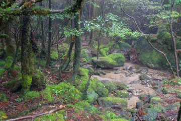 白谷雲水峡：屋久島　日本