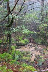 白谷雲水峡：屋久島　日本