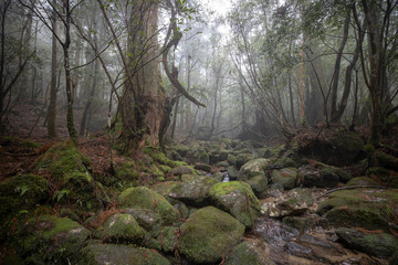 白谷雲水峡：屋久島　日本