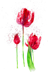 Set from red Tulips among abstract drops. Watercolor illustration isolated on white background