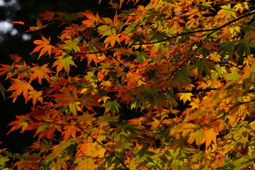 色とりどりな紅葉